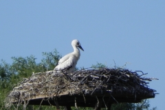 DSCN4102