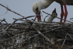 1_DSCN0867