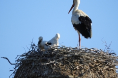 1_DSCN1026